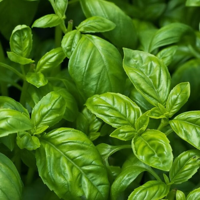 Sweet Basil