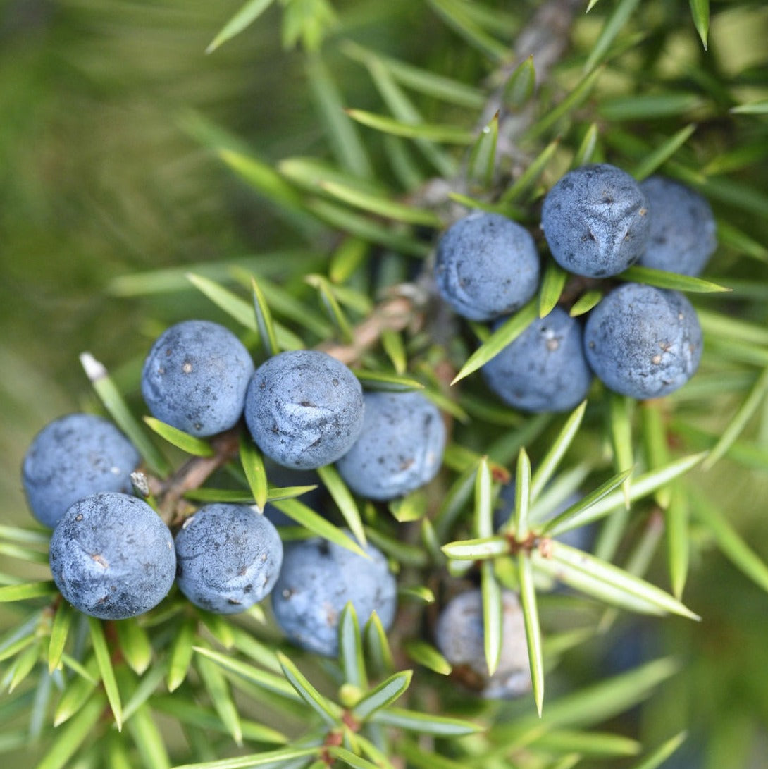 Juniper Berries